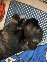 Poppy, a female Miniature Schnauzer for sale in Roland, OK – 6 of 8