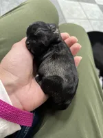 Poppy, a female Miniature Schnauzer for sale in Roland, OK – 8 of 8