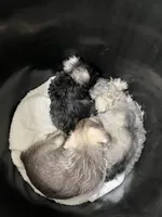 Arlo , a male Miniature Schnauzer for sale in Roland, OK – 6 of 7
