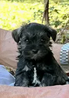 Poppy, a female Miniature Schnauzer for sale in Roland, OK – 4 of 8