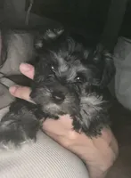 Poppy, a female Miniature Schnauzer for sale in Roland, OK – 2 of 8