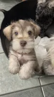Arlo , a male Miniature Schnauzer for sale in Roland, OK – 4 of 7