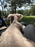 Arlo , a male Miniature Schnauzer for sale in Roland, OK – 3 of 10