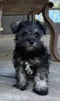 Poppy, a female Miniature Schnauzer for sale in Roland, OK – 1 of 8