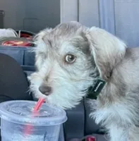 Arlo , a male Miniature Schnauzer for sale in Roland, OK – 2 of 10