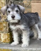 Arlo , a male Miniature Schnauzer for sale in Roland, OK – 1 of 7
