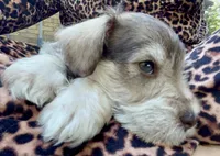 Arlo , a male Miniature Schnauzer for sale in Roland, OK – 2 of 7