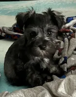 Poppy, a female Miniature Schnauzer for sale in Roland, OK – 3 of 8