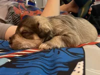 Arlo , a male Miniature Schnauzer for sale in Roland, OK – 7 of 7