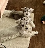 Arlo , a male Miniature Schnauzer for sale in Roland, OK – 4 of 10