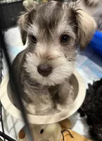 Arlo , a male Miniature Schnauzer for sale in Roland, OK – 3 of 7