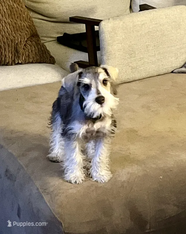 Arlo  – Miniature Schnauzer puppy for sale in Roland, OK