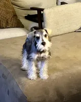 Arlo , a male Miniature Schnauzer for sale in Roland, OK – 1 of 10