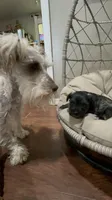 Poppy, a female Miniature Schnauzer for sale in Roland, OK – 7 of 8