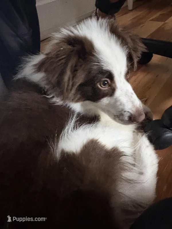 Oreo – Miniature Australian Shepherd puppy for sale in Pawtucket, RI