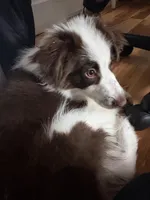 Oreo, a male Miniature Australian Shepherd for sale in Pawtucket, RI – Photo 1 of 3