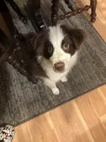 Oreo, a male Miniature Australian Shepherd for sale in Pawtucket, RI – Photo 2 of 3