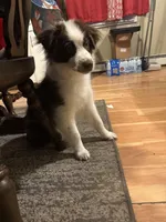 Oreo, a male Miniature Australian Shepherd for sale in Pawtucket, RI – Photo 3 of 3