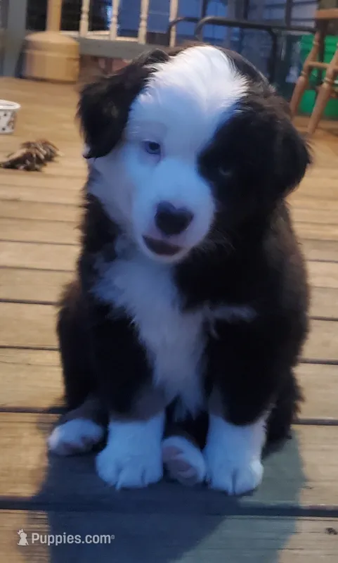 Wasp – Miniature Australian Shepherd puppy for sale in Findlay, OH