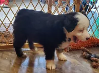 Wasp, a male Miniature Australian Shepherd for sale in Findlay, OH – 3 of 4