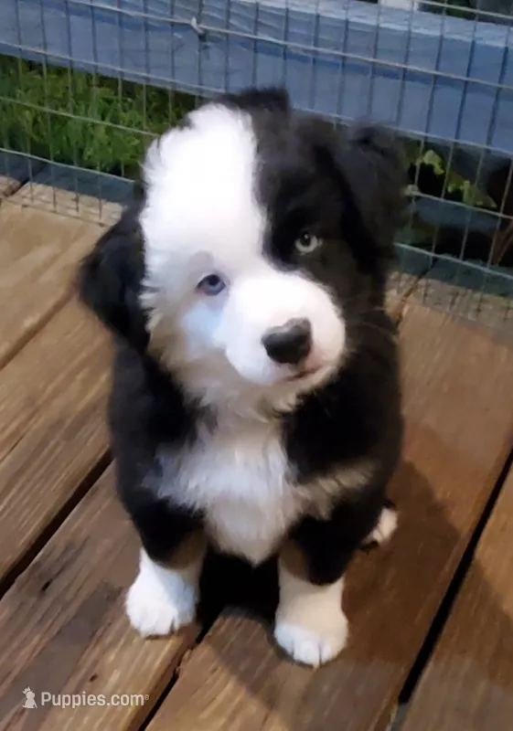 Wasp – Miniature Australian Shepherd puppy for sale in Findlay, OH