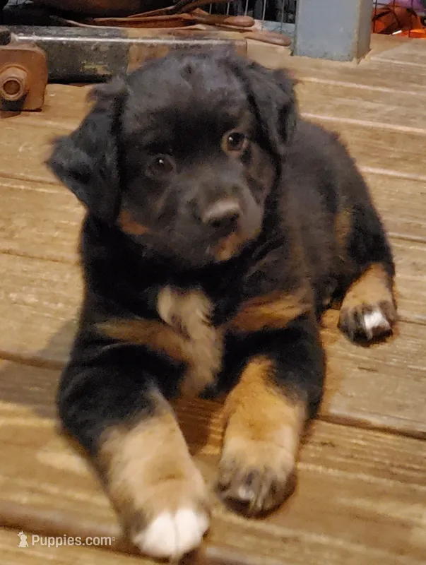 Antman – Miniature Australian Shepherd puppy for sale in Findlay, OH