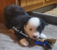 Wasp, a male Miniature Australian Shepherd for sale in Findlay, OH – 4 of 4