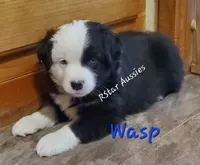 Wasp, a male Miniature Australian Shepherd for sale in Findlay, OH – 1 of 4