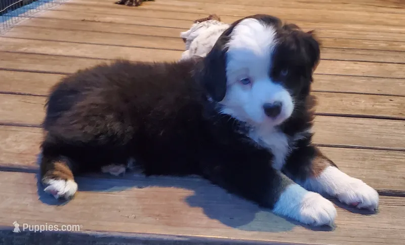Wasp – Miniature Australian Shepherd puppy for sale in Findlay, OH