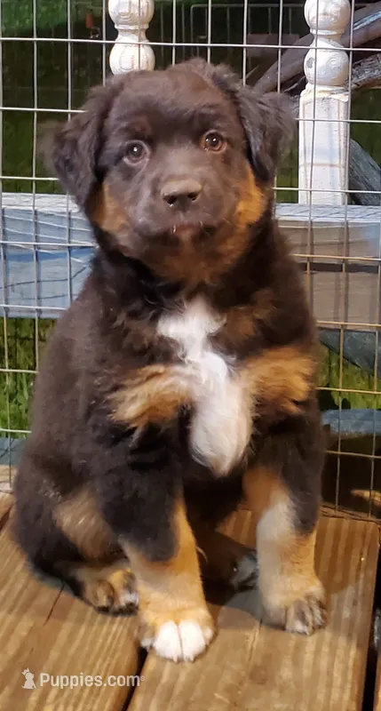 Antman – Miniature Australian Shepherd puppy for sale in Findlay, OH