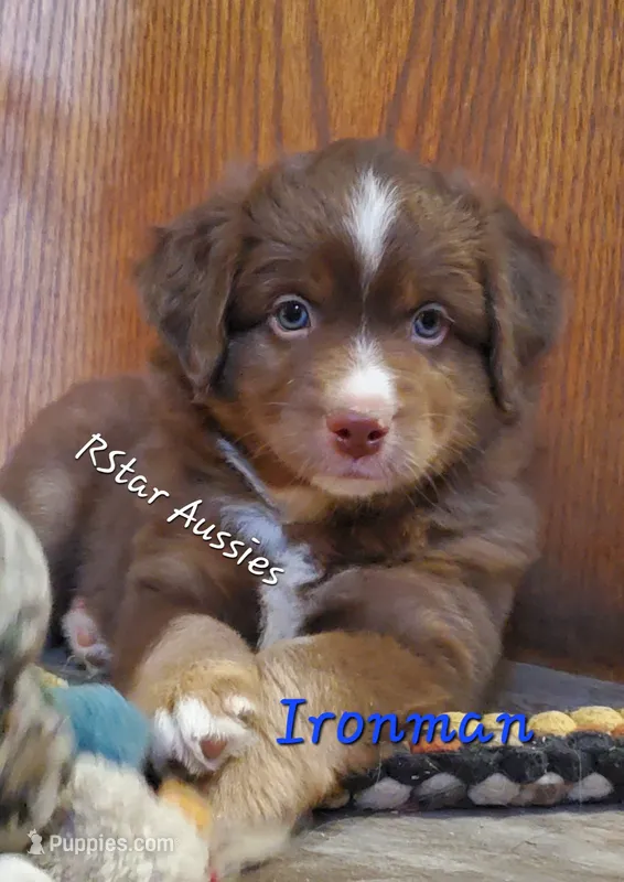 Ironman – Miniature Australian Shepherd puppy for sale in Findlay, OH