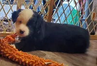 Wasp, a male Miniature Australian Shepherd for sale in Findlay, OH – 2 of 4