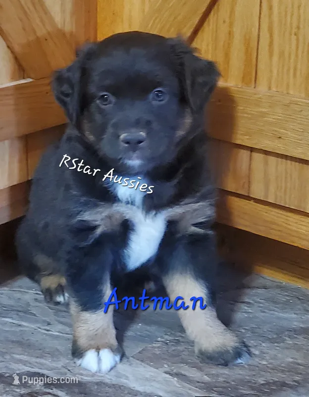 Antman, a male Miniature Australian Shepherd for sale in Findlay, OH – 1 of 2