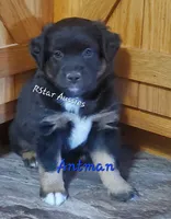 Antman, a male Miniature Australian Shepherd for sale in Findlay, OH – 1 of 2