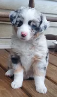 Black Widow, a female Miniature Australian Shepherd for sale in Findlay, OH – 2 of 5