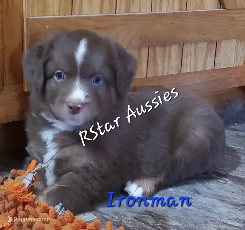 Ironman – Miniature Australian Shepherd puppy for sale in Findlay, OH