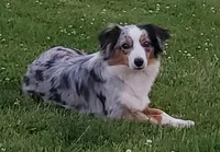 Birdie, a female Miniature Australian Shepherd for sale in Findlay, OH – 3 of 3