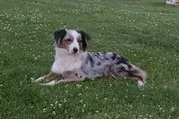 Birdie, a female Miniature Australian Shepherd for sale in Findlay, OH – 2 of 3