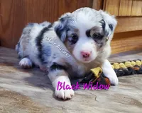 Black Widow, a female Miniature Australian Shepherd for sale in Findlay, OH – 3 of 5