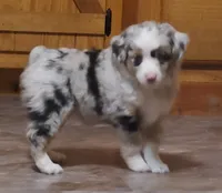 Black Widow, a female Miniature Australian Shepherd for sale in Findlay, OH – 5 of 5