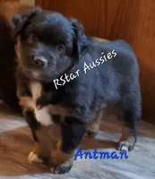 Antman, a male Miniature Australian Shepherd for sale in Findlay, OH – 2 of 2