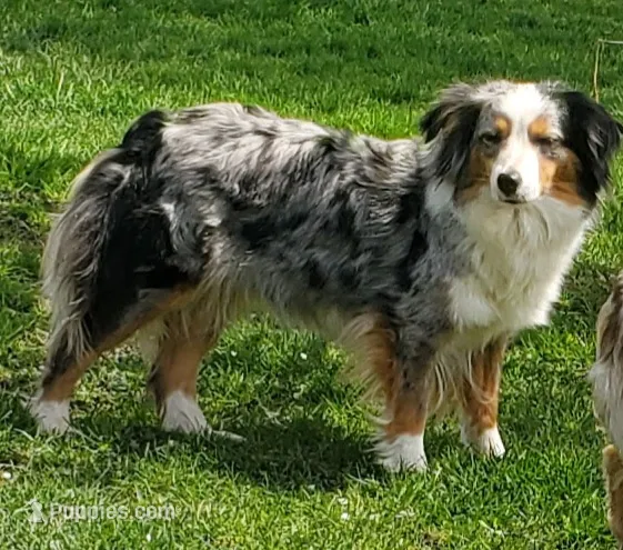 Birdie – Miniature Australian Shepherd puppy for sale in Findlay, OH