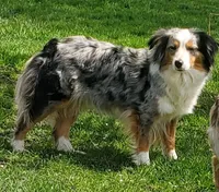 Birdie, a female Miniature Australian Shepherd for sale in Findlay, OH – 1 of 3