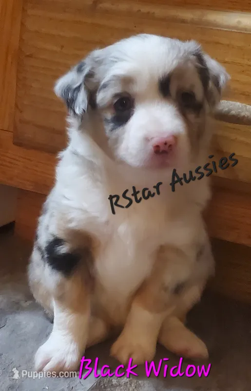 Black Widow – Toy Australian Shepherd puppy for sale in Findlay, OH