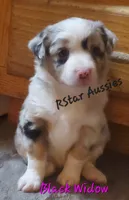 Black Widow, a female Toy Australian Shepherd for sale in Findlay, OH – 1 of 1