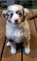 Black Widow, a female Miniature Australian Shepherd for sale in Findlay, OH – 1 of 5