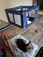 Leonard, a male Yorkshire Terrier for sale in Roscommon, MI – Photo 2 of 10