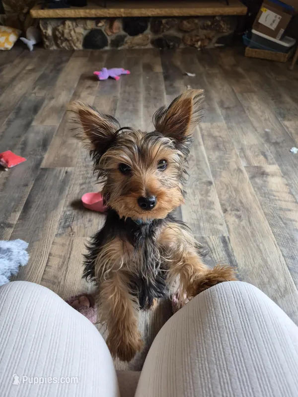 Leonard – Yorkshire Terrier puppy for sale in Roscommon, MI