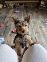 Leonard, a male Yorkshire Terrier for sale in Roscommon, MI – Photo 1 of 10