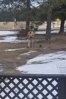 Leonard, a male Yorkshire Terrier for sale in Roscommon, MI – Photo 10 of 10